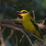 Africa Golden Oriole