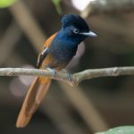 African Paradise Flycatcher