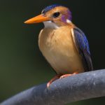 African Pygmy Kingfisher