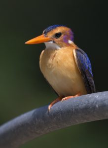 African Pygmy Kingfisher