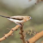 African Silverbill