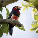 Bearded Barbet