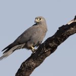 Grey Kestrel