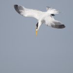 Lesser Crested Tern