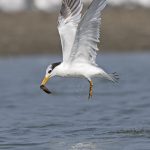 Lesser Crested Tern 2