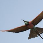 Northern Carmine Bee Eater