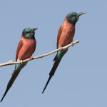 Northern Carmine Bee eaters