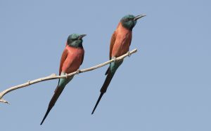 Northern Carmine Bee eaters
