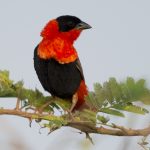 Northern Red Bishop