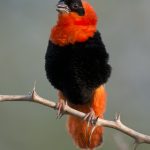 Northern Red Bishop Breeding Male