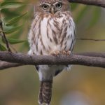 Pearl Spotted Owlet