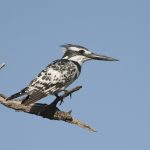 Pied Kingfisher