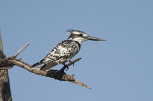 Pied Kingfisher