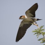 Red Rumped Swallow