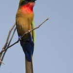 Red Throated Bee eater