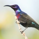 Splendid Sunbird