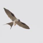 Swallow Tailed Kite