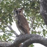 Verreaux's Eagle Owl