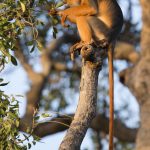 Western Red Colobus Monkey