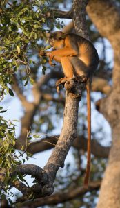 Western Red Colobus Monkey