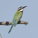 White Throated Bee eater