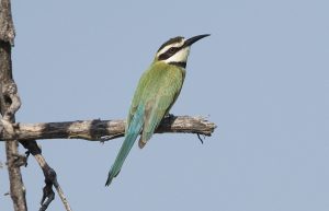 White Throated Bee eater