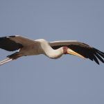 Yellow Billed Stork